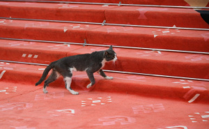 Neočekivan gost na SFF-u: Preslatka mačka ukrala sve poglede na crvenom tepihu