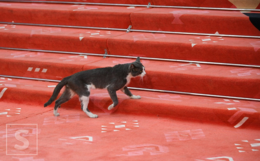 Neočekivan gost na SFF-u: Preslatka mačka ukrala sve poglede na crvenom tepihu