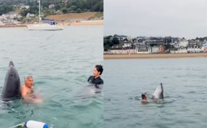 Delfin zaplivao s porodicom, stručnjaci objasnili njegovo ponašanje: Ovo nije samo igra u pitanju"