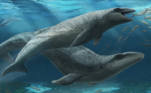 Naučnici otkrili prahistorijskog kita veličine čovjeka s oštrim zubima: Fosil star 26 miliona godina