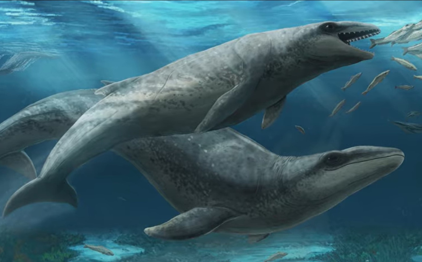 Naučnici otkrili prahistorijskog kita veličine čovjeka s oštrim zubima: Fosil star 26 miliona godina