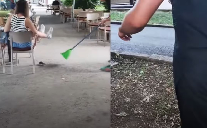 Najezda žohara i pacova u Tuzli: Građani u strahu od zaraznih bolesti