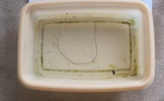 Banjalučaninu iz česme izašao 'crv' koji može narasti do jedan metar: "Kakvu mi to vodu pijemo"?