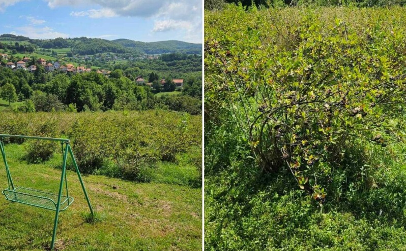 Vlasnik plantaže u BiH daje aroniju besplatno: "Neka narod dođe i bere, kapiju ostavljam otvorenu"