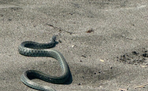 Zmija na crnogorskoj plaži izazvala jezu: Pogledajte gdje je završila i da li prijeti turistima