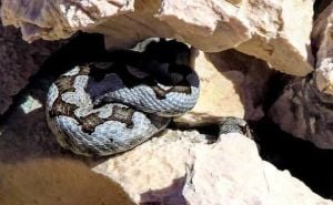 Poskok ugrizao dvoje u Istri: "Neuobičajeno velik broj slučajeva, stigli u razmaku od nekoliko sati"