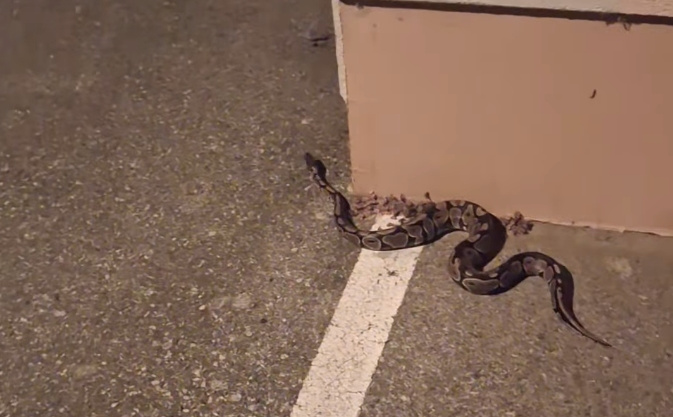 Piton izašao u šetnju: Zagrepčanin na ulici naišao na ogromnu zmiju, još se ne zna ko je vlasnik