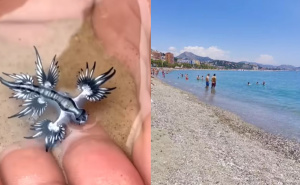 Plavi zmajevi preplavili plaže u Španiji, vlasti upozorile turiste: "Ako ih vidite, zovite spasioce"