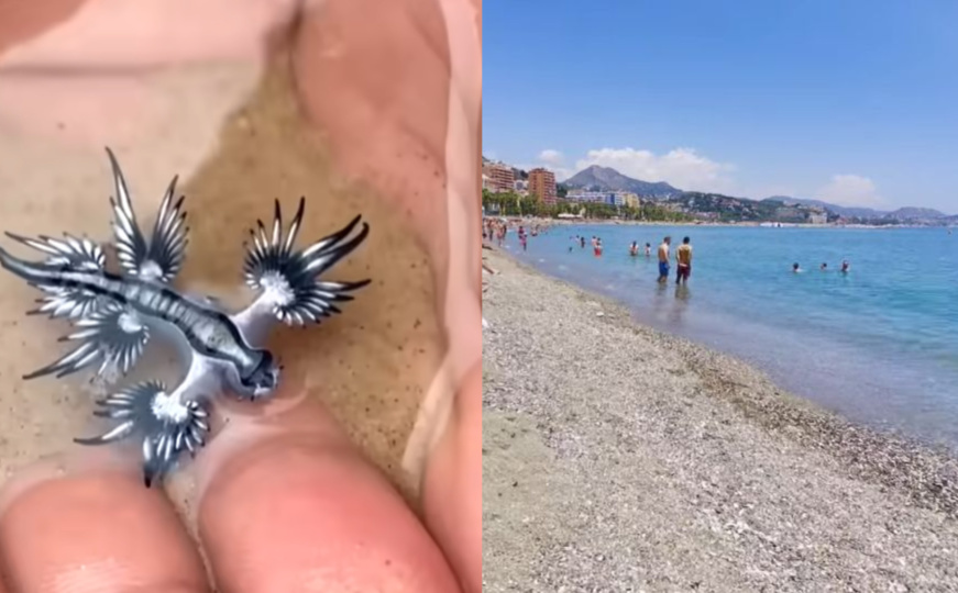 Plavi zmajevi preplavili plaže u Španiji, vlasti upozorile turiste: "Ako ih vidite, zovite spasioce"