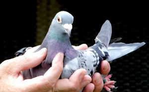 Pravo rješenje za tjeranje golubova iz dvorišta: Prirodno i ne šteti životinji