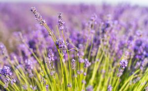 Ključna stvar za zdravu lavandu: Evo kada je pravo vrijeme za rezidbu