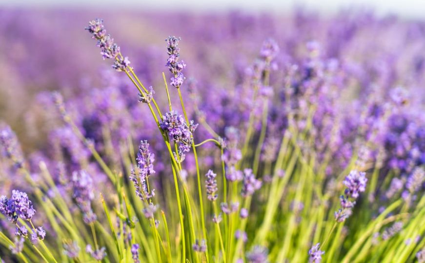 Ključna stvar za zdravu lavandu: Evo kada je pravo vrijeme za rezidbu