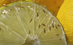 Efikasni trikovi: Evo kako da otjerate voćne mušice iz vaše kuhinje