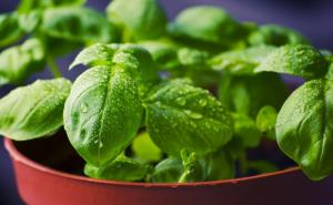 Genijalan i jeftin trik: Evo kako da uzgojite neograničene količine bosiljka uz minimalna ulaganja