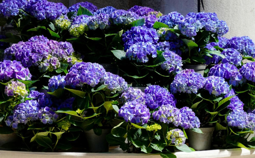 Trik za jače hortenzije: Pripremite ovaj cvijet za jesen u samo nekoliko minuta