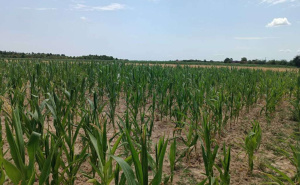 Suša smanjila urod kukuruza širom BiH: Farmeri zabrinuti kako će prehraniti stoku