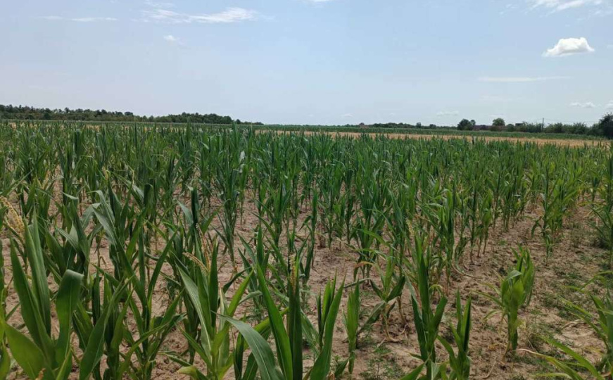 Suša smanjila urod kukuruza širom BiH: Farmeri zabrinuti kako će prehraniti stoku
