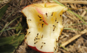 Ne brinite, postoji rješenje: Evo kako možete spriječiti najezdu mrava u vašem domu