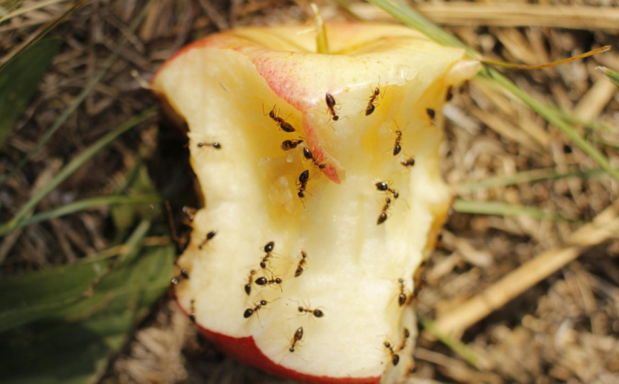 Ne brinite, postoji rješenje: Evo kako možete spriječiti najezdu mrava u vašem domu