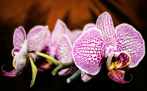 Pravilna njega orhideja: Idealno za uzgoj u zatvorenom prostoru