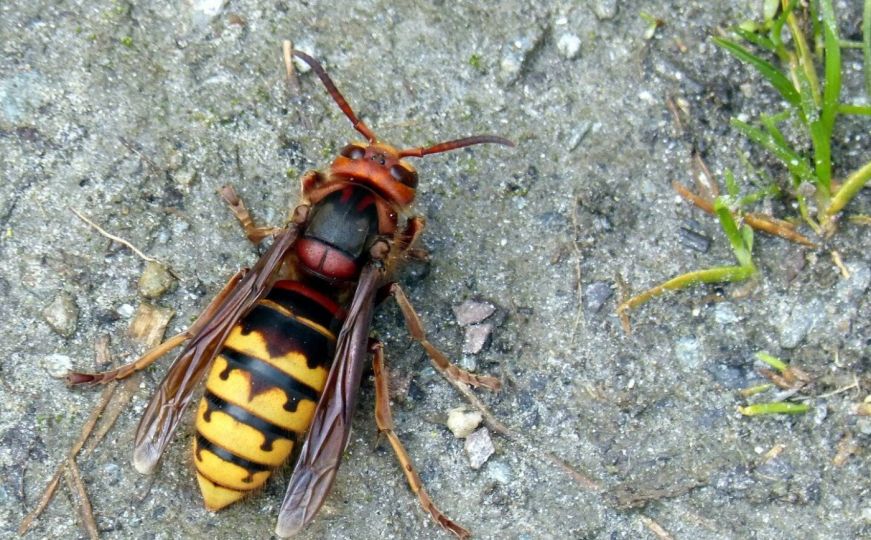 Riješite se osa i stršljenova bez hemikalija: Pet najboljih i prirodnih načina