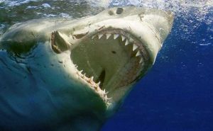 Sve više se približavaju obalama: Najezda ajkula na Jadranu