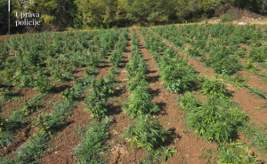 Razbijena najveća plantaža marihuane u Baru: Zaplijenjeno više od 13.000 sadnica