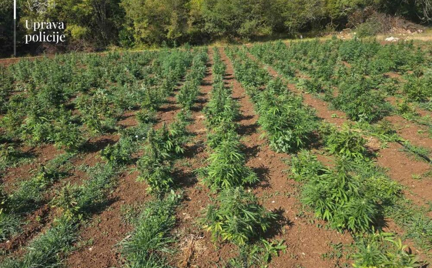 Razbijena najveća plantaža marihuane u Baru: Zaplijenjeno više od 13.000 sadnica