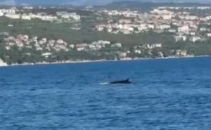 Veličanstven prizor na obalama Hrvatske: "Ovo je rijetkost, bio je 30 metara od nas"