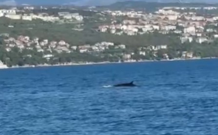 Veličanstven prizor na obalama Hrvatske: "Ovo je rijetkost, bio je 30 metara od nas"