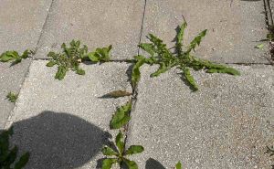 Genijalan trik za uklanjanje korova: Uopće ne treba puno truda