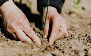 Stručnjak za hortikulturu naglašava: "Biljke su pogođene vrućinama, ovako ih možete spasiti"