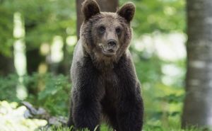 Medvjedi pustoše sela u susjednoj Srbiji: Mještani ostaju bez stoke i košnica meda