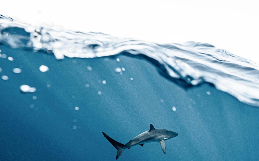 Snimljena ajkula u Jadranu: Pliva brzinom i do 108 km na sat, a može biti opasna i za ljude