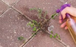 Eksperti govore da ne koristite ovo za uništavanje korova: Ozbiljno šteti okolišu