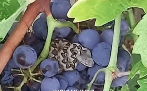 Susret mogao završiti kobno: Berač grožđa u Čitluku naletio na poskoka