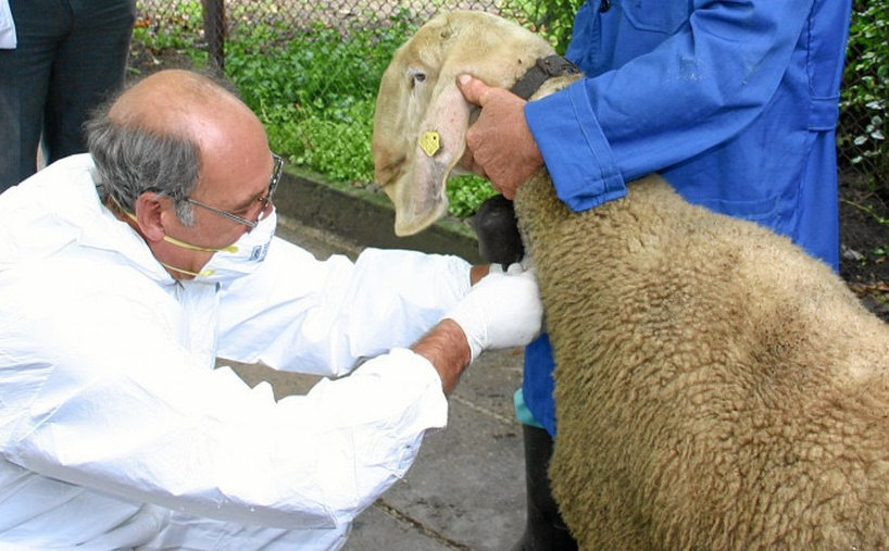 Bruceloza: Šta je potrebno znati i kako preventivno izbjeći zarazu