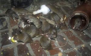 Stručnjaci za deratizaciju predviđaju: "Ova zima bi mogla biti jedna od najgorih po pitanju štakora"