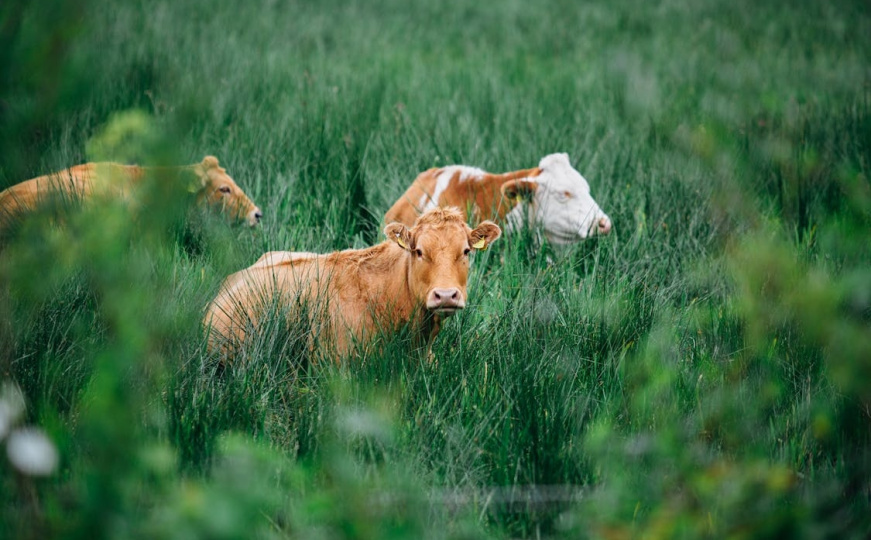 Potvrđeno: Antraks u ovom bh. gradu, uginulo 10 goveda