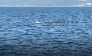 Nesvakidašnji prizor kod Pelješca: Kit plivao blizu plaže