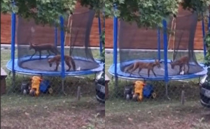 Viralna snimka iz susjedstva: "Lisice nam provale u dvorište pa skaču na našoj trampolini"
