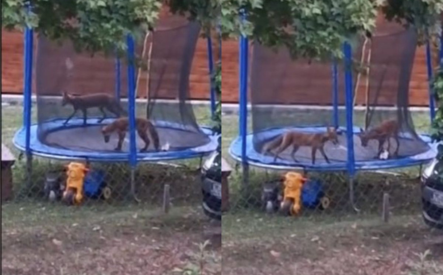 Viralna snimka iz susjedstva: "Lisice nam provale u dvorište pa skaču na našoj trampolini"