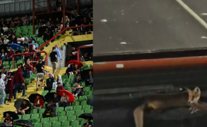 Neobičan gost na stadionu: Lisica ukrala pažnju navijača na Koševu