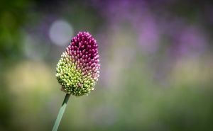 Vaše dvorište će zablistatati: Ovih 8 vrsta cvijeća je najbolje saditi u septembru