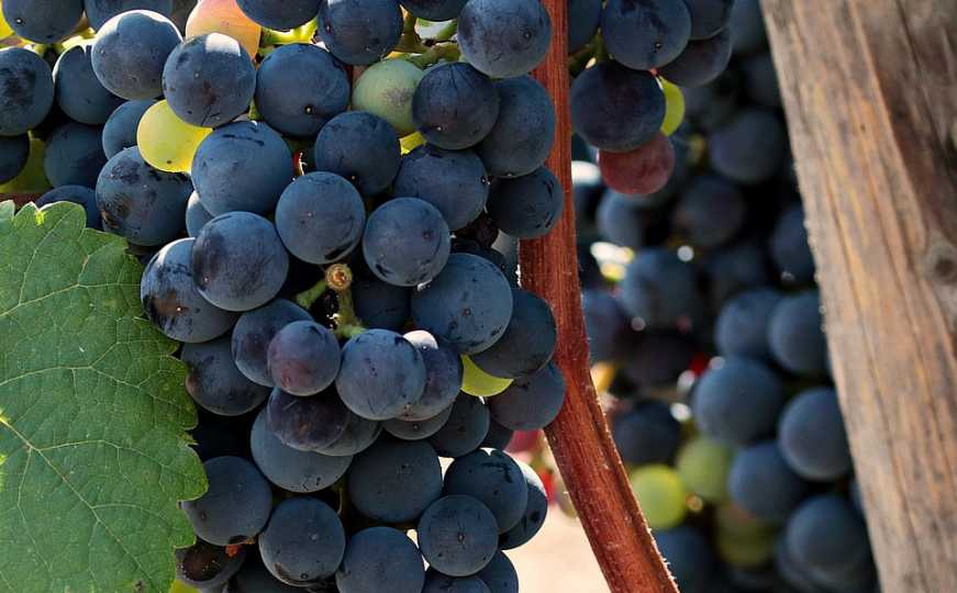 Počela berba grožđa u Hercegovini: Nedostatak berača, ali vinogradari zadovoljni