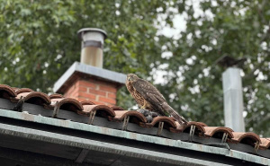 Neobičan prizor u Sarajevu: Jastreb napao golubove na Baščaršiji