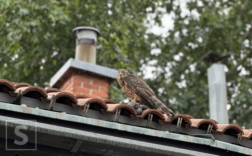 Neobičan prizor u Sarajevu: Jastreb napao golubove na Baščaršiji