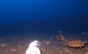 Muškarac spustio kameru na dno oceana, pojavio se opasan predator: "Pa to je Wobbegong!"