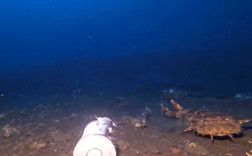Muškarac spustio kameru na dno oceana, pojavio se opasan predator: "Pa to je Wobbegong!"