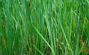 Imate 8 sekundi: Možete li pronaći skakavca skrivenog u travi?